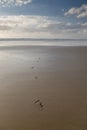 Close up on footsteps on sandy ground in beautiful golden sunset on biscarrosse beach, france