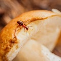 Close-up of Forest ant on mushroom. Microworld