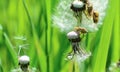 close-up of a forest bug on a flying dandelion Royalty Free Stock Photo