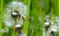 Close-up of a forest bug on a flying dandelion Royalty Free Stock Photo