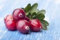 Close-up of forest cranberries Royalty Free Stock Photo