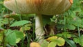 Close-up of a forest edible mushroom against a background of green leaves and grass. The gills of the mushroom are clearly visible