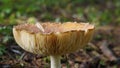 Close-up of a forest edible mushroom dewlap among pine needles and grass. The gills of the mushroom are clearly visible. The orang