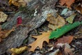 Forest floor close up with Autumn leaves, bark, colors and textures.