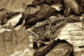 Close up of a forest frog Royalty Free Stock Photo