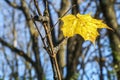 Autumnal scene with a yellow solitary Maple leaves on a branche