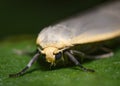 Close up view of the Forest Moth on the leave of a shrub Royalty Free Stock Photo