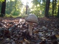 Close up of a forest mushroom in the forest during morning sunrise Royalty Free Stock Photo