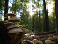 Close up of forest mushrooms in the forest during sunrise Royalty Free Stock Photo