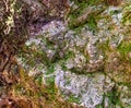 Close up forest rock texture with moss