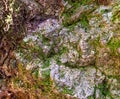 Close up forest rock texture with moss Royalty Free Stock Photo