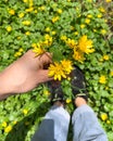 Close up of forest yellow spring flowers Royalty Free Stock Photo