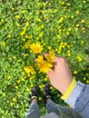 Close up of forest yellow spring flowers Royalty Free Stock Photo