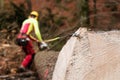 Forestry worker cutting and measuring spruce trunk with tape measure Royalty Free Stock Photo