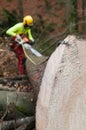 Forestry tape measure hooked to trunk and forestry worker cutting and measuring Royalty Free Stock Photo