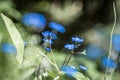 Close-up of forget-me-not blossoms and flowers in a rock garden, Germany