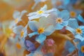 Close up of forget-me-not with bokeh