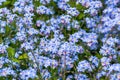 Close-up of Forget-me-not flowers blooming in late Spring 1