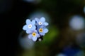 Close-up forget me not