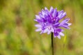 Close up of Forktooth ookow Dichelostemma congestum blooming in Stebbins Cold Canyon, Napa Valley, California