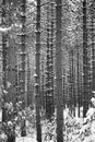 Close up of a forrest of pine trees after a snow storm, B&W vertical Royalty Free Stock Photo