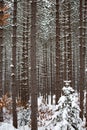 Close up of a forrest of pine trees after a snow storm, vertical Royalty Free Stock Photo