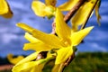 close-up of a forsythia flower blooming in spring