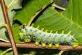 Cecropia Caterpillar Forth Instar - Hyalophora cecropia Royalty Free Stock Photo