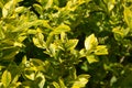 Close-up of fortunes spindle gold or wintercreeper with little flowers in may