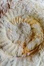 Close-up of fossil ammonites, of the Ammonoidea species Royalty Free Stock Photo