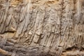 close-up of fossilized bird feathers in stone