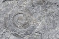 Fossilized cephalopod