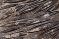 close-up of fossilized cephalopods. Devonian. Background texture, close-up