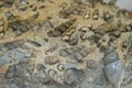 close-up of fossilized cephalopods. Devonian. Background texture, close-up