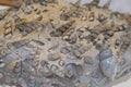 close-up of fossilized cephalopods. Devonian. Background texture, close-up