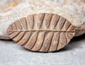 Close-up of a fossilized leaf imprint on a stone