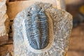 Close up of a fossilized trilobite imbedded in a rock Royalty Free Stock Photo