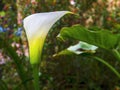 Close-up fotography of a freshly open white calla lily flower Royalty Free Stock Photo