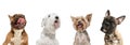 Close-up four cute dogs different breeds posing isolated over white studio background. Collage Royalty Free Stock Photo