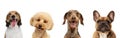 Close-up four cute dogs different breeds posing isolated over white studio background. Collage Royalty Free Stock Photo