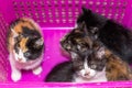 A close-up of four different kittens sitting in a bright pink plastic basket Royalty Free Stock Photo