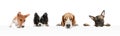 Group of different purebred dogs sitting isolated over white studio background. Collage Royalty Free Stock Photo