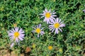 Aster tataricus