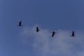 four Great cormorants flying in a blue sky Royalty Free Stock Photo