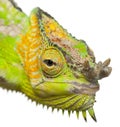 Close-up of Four-horned Chameleon