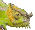 Close-up of Four-horned Chameleon