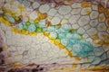 Close up of Four-horned Chameleon skin background