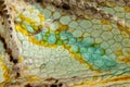 Close up of Four-horned Chameleon skin background