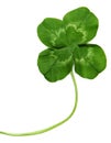 Close Up Of Four Leaf Clover