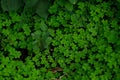 Close-up of Four-leaf Water Clover or Clover Fern, Selective Focus and Blurred Background Royalty Free Stock Photo